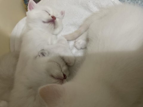 Chinchilla 5 haftalık yavru