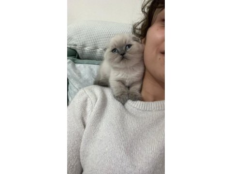 Blue point insan canlısı bebek scottish fold