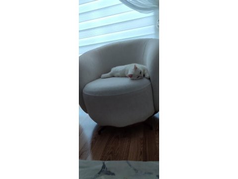 Ücretsiz dişi british shorthair