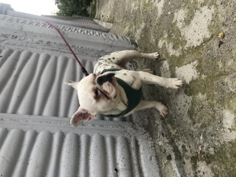 French bulldog 0 burun 0 kuyruk