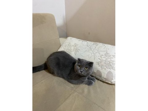 Dişi ve erkek kedilerimiz