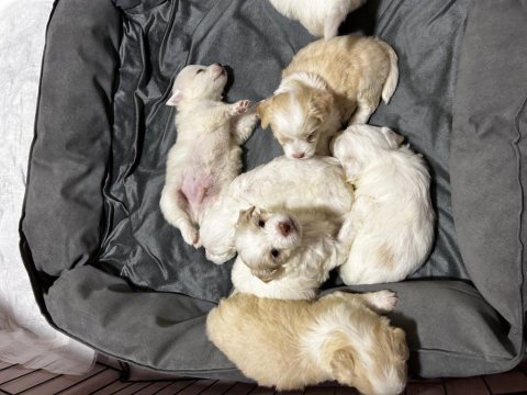 1 aylık maltipoo yavrular