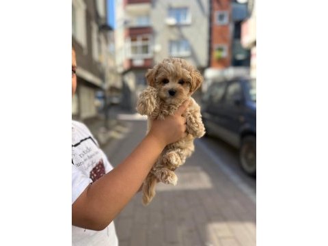 Sahibinden maltipoo