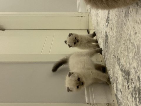 Yeni yuvalarına gitmeye hazır british shorthair kediler