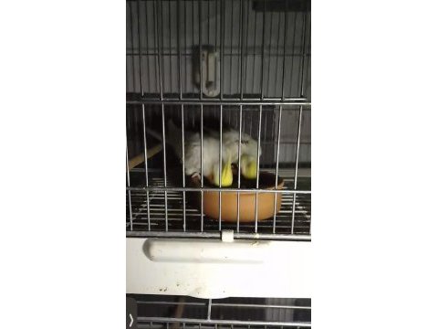 Lutino sultan papağanı çift