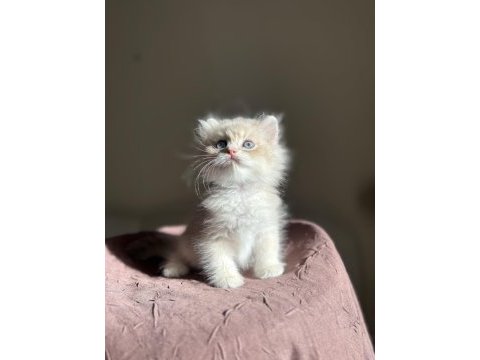 Nadir renk blue golden ay11 british longhair