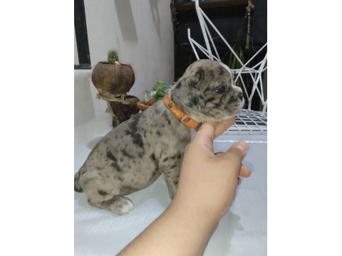 French bulldog