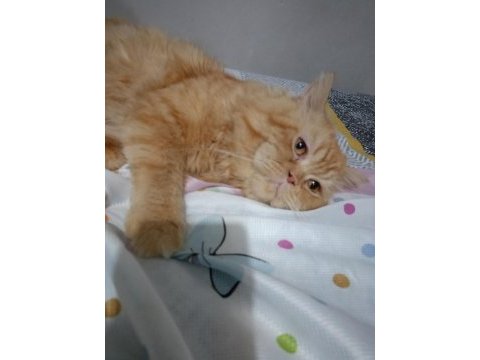 Persian red tabby iran kedisi