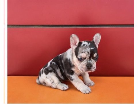 Egzotik renk french bulldog bebekler