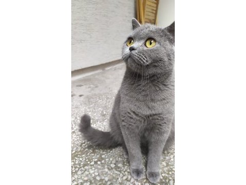 Yetişkin dişi british shorthair sahiplendirme