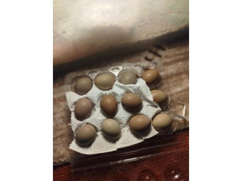 Egzotik hücre bıldırcını ve kuluçkalık yumurta