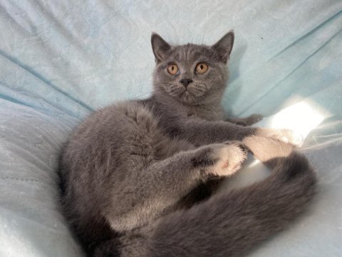 British shorthair topidik yeni yuvasını arıyor