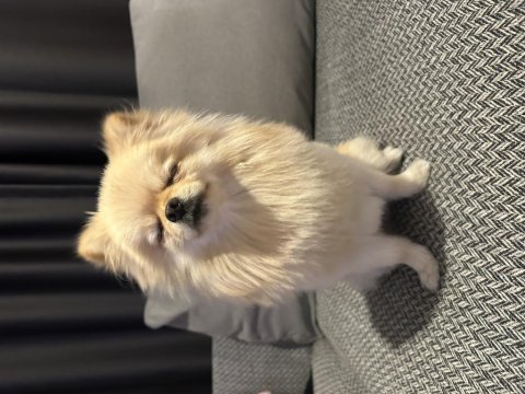 Minyatür pomeranian wc eğitimli uyumlu uysal