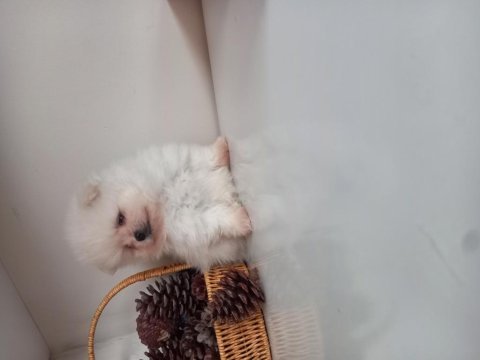 Mükemmel kalitede teacup kar beyaz pomeranian bebekler