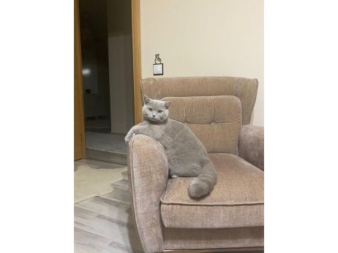 Orjinal scottish straight shorthair