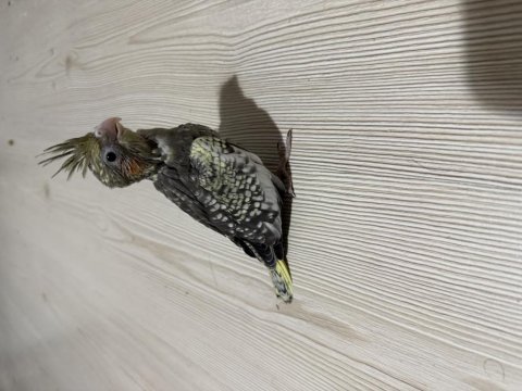 Grey sultan papağanı yavrusu