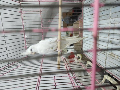 Tecrübeli albino sultan papağanı erkek