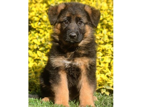 Alman çoban köpeği yavruları