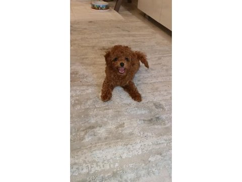 İzmirde kore poodle yavru