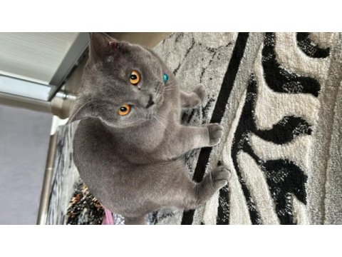 Erkek bütün aşıları tam scottish fold