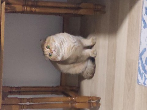 Şecereli scottish fold