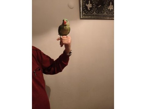Acil satılık alexander papağanı