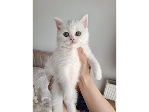 Safkan british shorthair bebekler