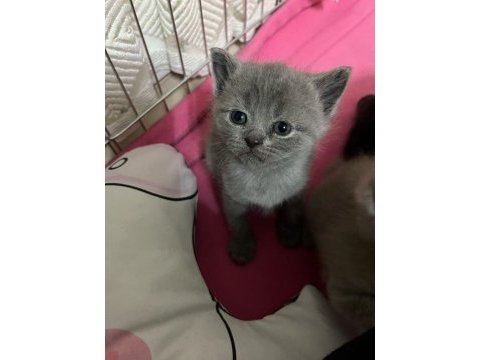 Kalan 4 british shorthair yavrumuzu sahiplendiriyoruz