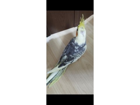 Ele alışık evcil sultan papağanı yavruları 1.5 2aylık