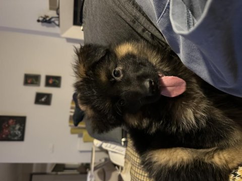 Showline müthiş anatomi pigment alman çoban köpekleri