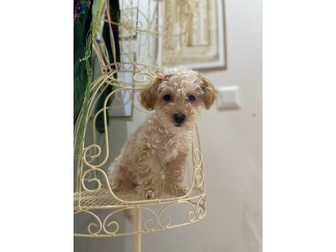 Maltipoo ve poodle köpeğimiz