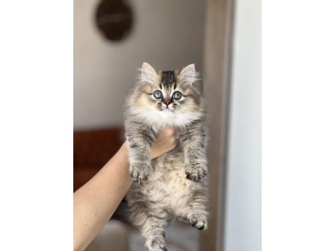 Güzel surat british longhair golden black yavrum