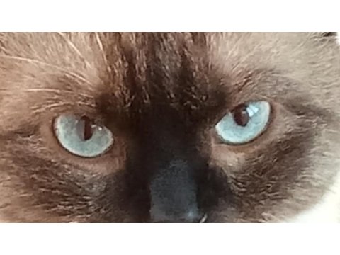 Sahiplendirmek kedimizi
