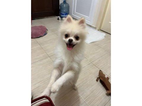 Çok şirin ve çok tatlı pomeranian