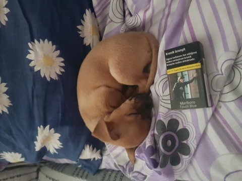 3.5 aylık dişi minyatür pinscher