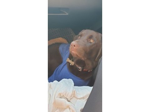Labrador chocolate bellaya yuva arıyoruz