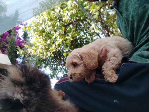 Sağlık ve ırk garantili maltipoo yavrular
