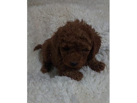 Red brown toy poodle