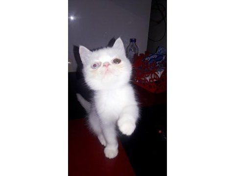 Exotıc yavrularım
