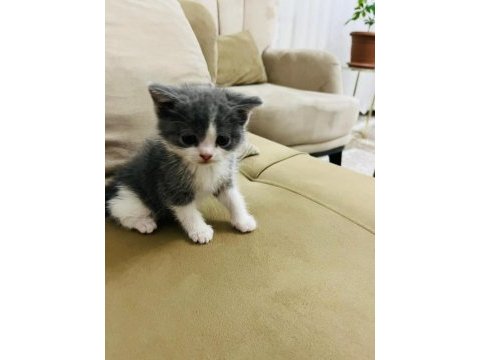 45 günlük british shorthair yavrumuz