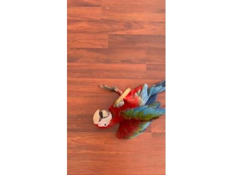 Resim kuşu kırmızı mavi macaw mevcut
