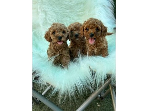 Kalite ve sağlığın ön planda olduğu toy poodle bebekler