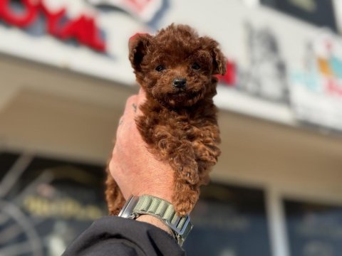 4 aylık micro tea cup kore poodle 500 gr