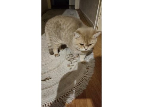 By-25 british longhair sahiplendirilecektir