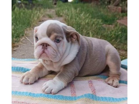 Sitenin en güzel ingiliz bulldog bebekleri