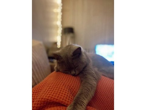 British shorthair gri 2 yaşında dişi