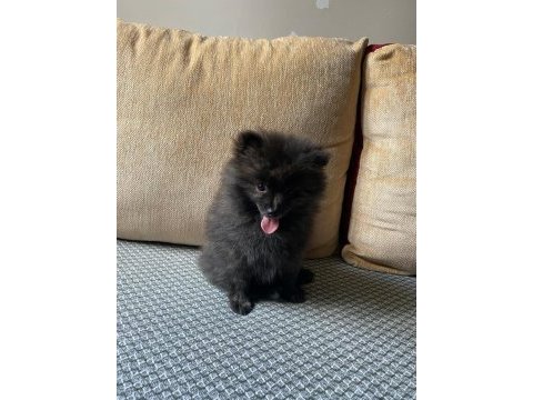 Erkek ayıcık pomeranian