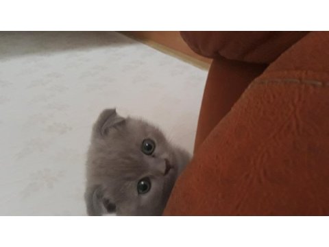 Bu tatliş scottish fold senin olsun