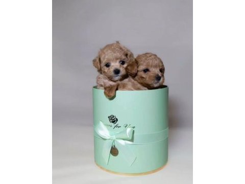 Tüy dökmeyen yavru maltipoo köpekler