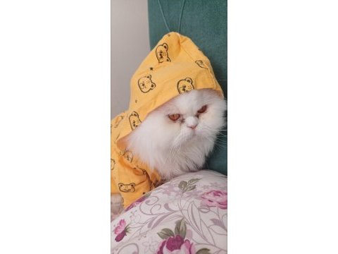 4 yaşında tüm aşıları tam chinchilla cinsi erkek kedimiz
